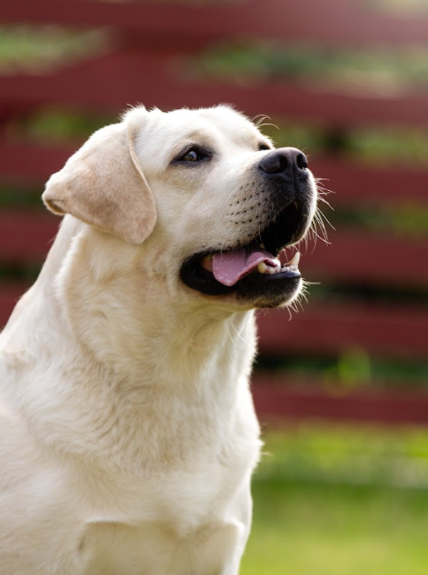 Candylab Kennel :: Labrador Retriever